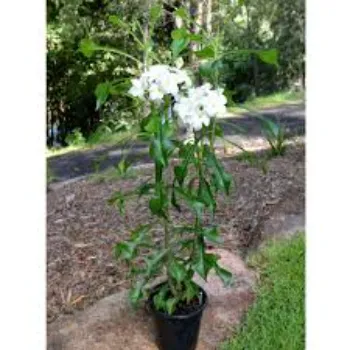 Green Plumeria Plant